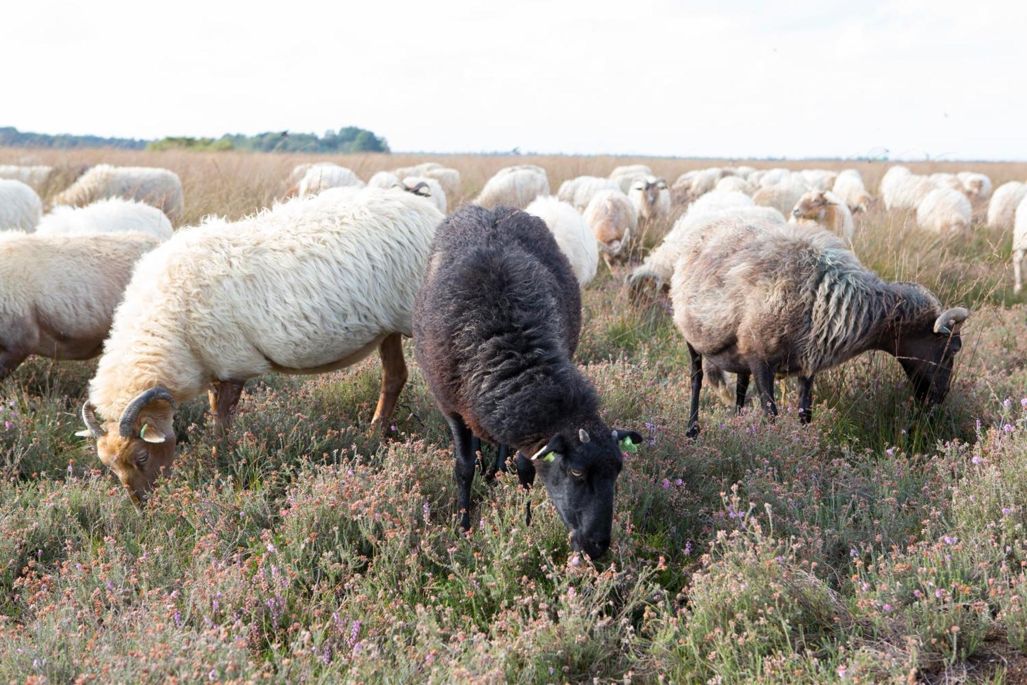 The Barnyard Balinge